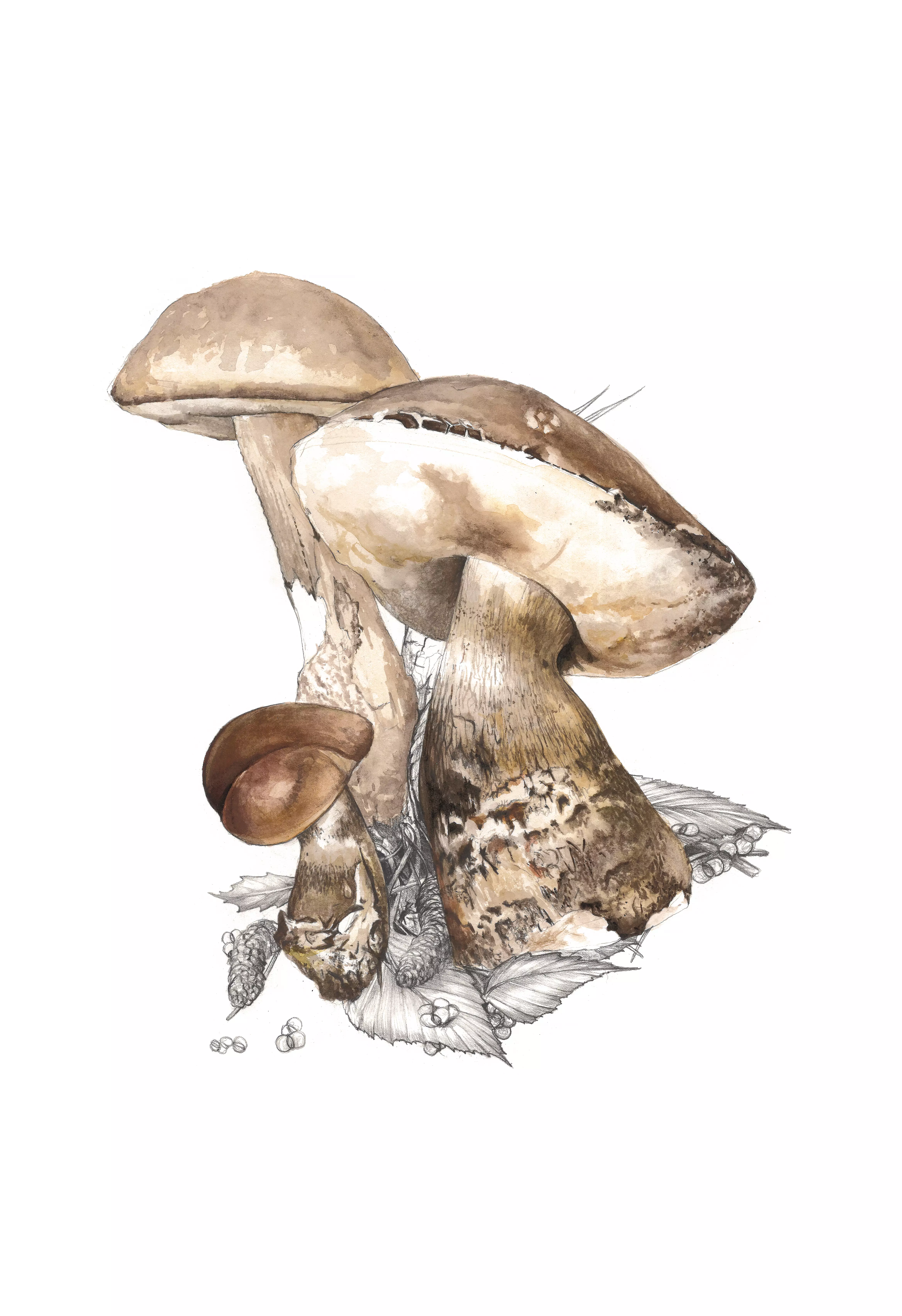 concorso naturalistico 2026